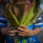 A child holding a bunch of greens in front of their face