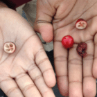 Two outstretched hands holding cranberries