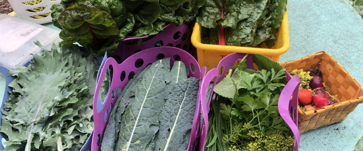 Greens from the garden at Jackson County Schools in Georgia