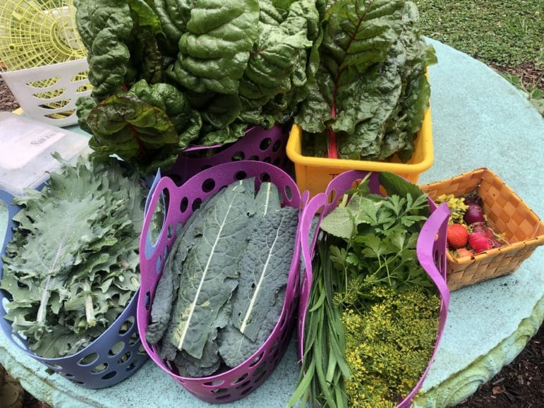 Greens from the garden at Jackson County Schools in Georgia