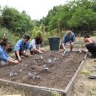 Service members plant cabbage and onions during FoodCorps training in Portland.