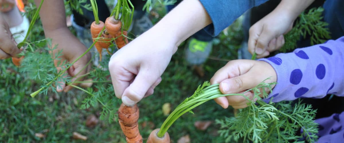 Kids' hands holding carrots they harvested