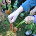 Kids' hands holding carrots they harvested