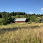 Kasama Farm’s aging red barn with field in foreground.