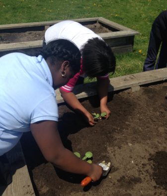 Two students transplant seedlings into a fresh garden bed