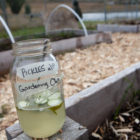 Slices of a cucumber pickle float in a jar full of pickle juice