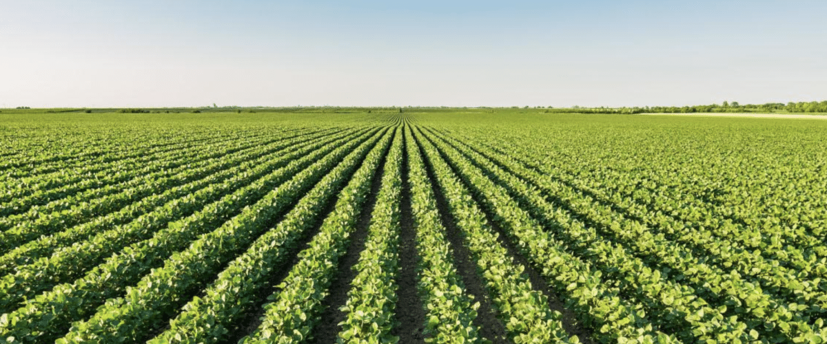 acres of green field with a bright blue sky above it