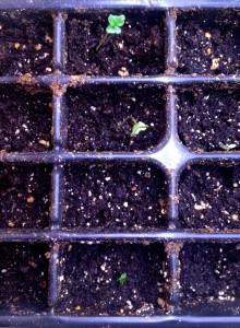 Students started some broccoli seeds last week, which are just starting to sprout in time for the first day of Spring!